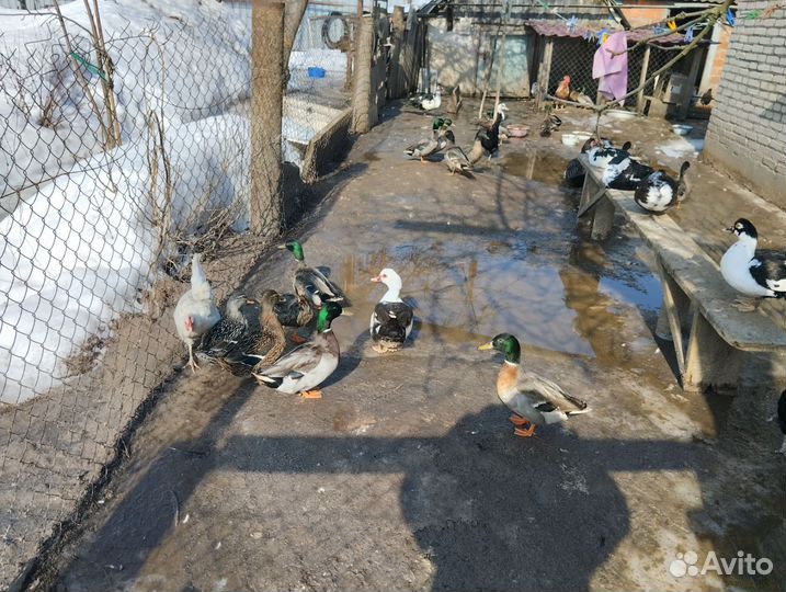 Утки подсадные для охоты