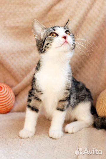 Котёнок Белль в добрые руки