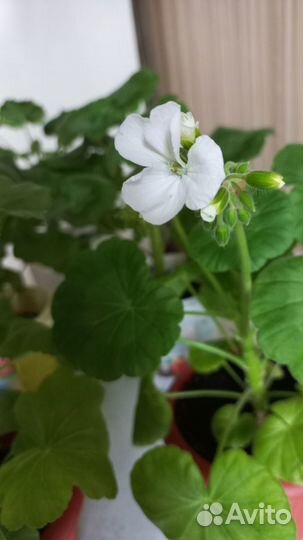 Герань (белые и красные)