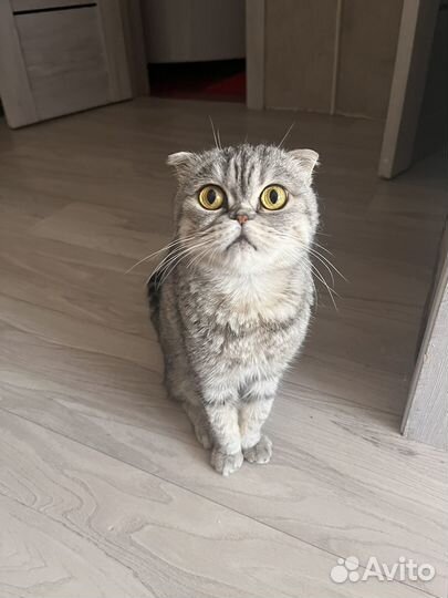 Шотландская вислоухая кошка