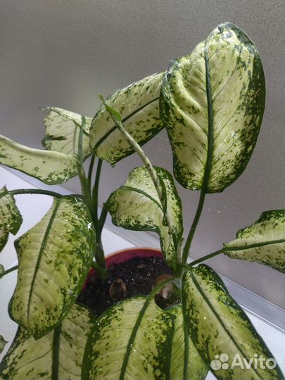 Диффенбахия