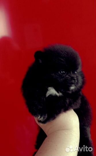 Померанский шпиц