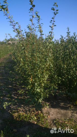 Саженцы плодовых деревьев розы, туи