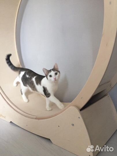 Беговое колесо для кошек и собак