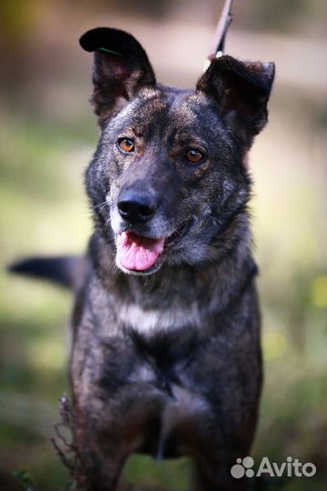 Флинт очень хочет домой