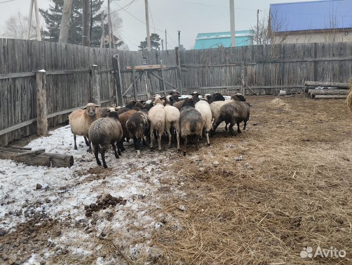 Продаётся 20 маток