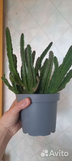 Стапелия/ гуэрния