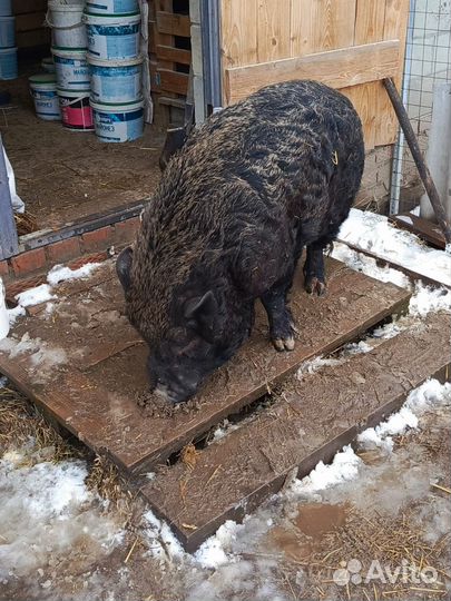 Кабан вьетнамский вислобрюхий