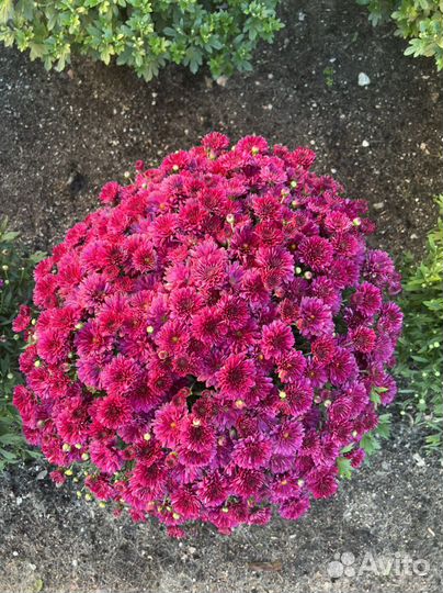 Хризантема шаровидная