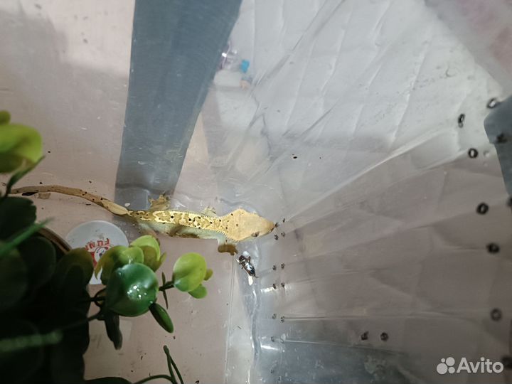 Продам эублефаров и бананоедов взрослых