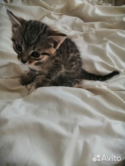 Котенок девочка