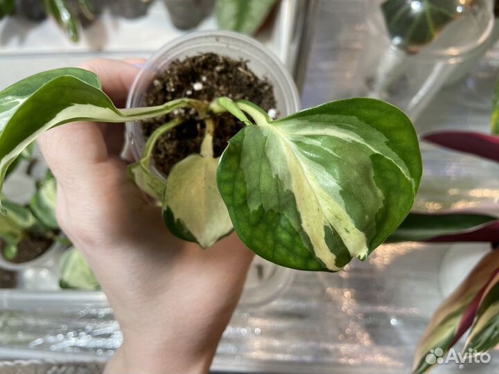 Эпипремнум хеппи лиф happy leaf