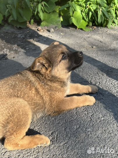 Щенки-медвежата от заботливых