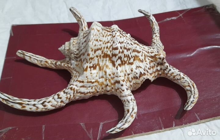 Ракушки для аквариума