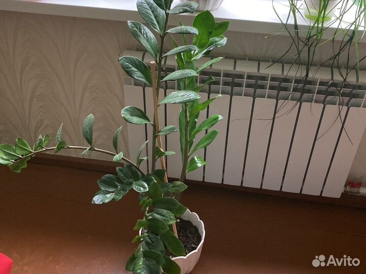 Замиокулькас замиелистный-доллоровое дерево