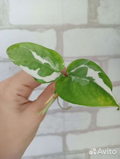 Цветы комнатные