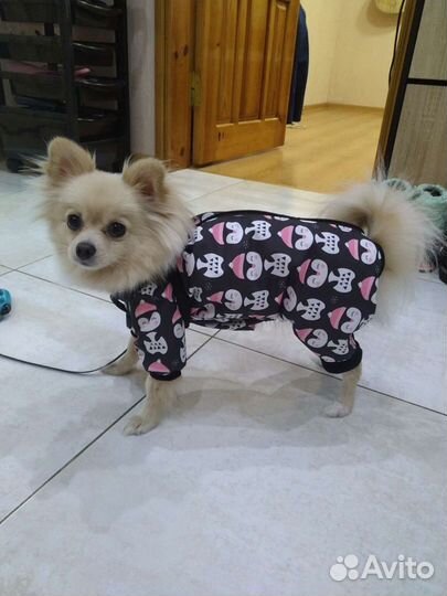 Дождевик для маленькой собаки