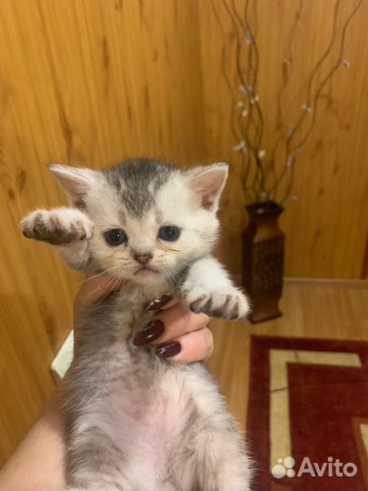 Шотландские котята