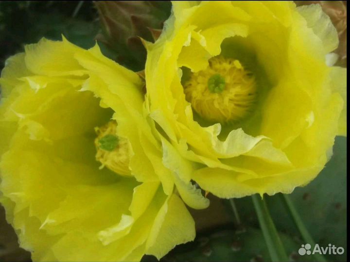 Опунция садовая зимующая