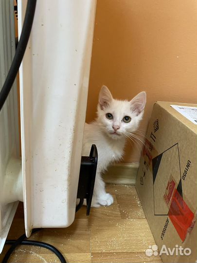 Котёнок девочка Снежа в добрые руки бесплатно