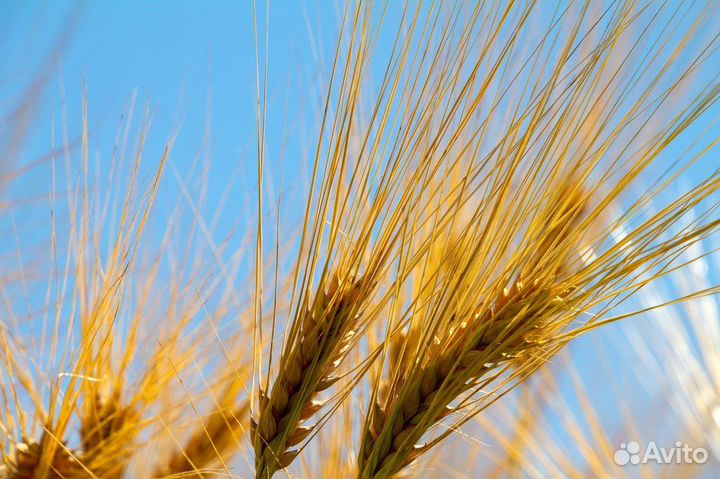 Зерно пшеница