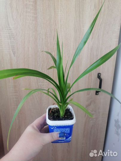 Пальма панданус