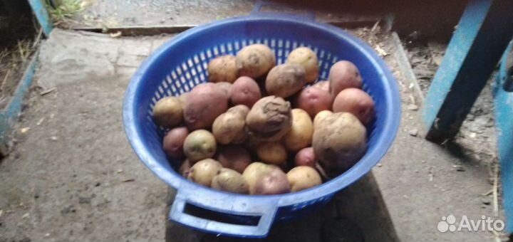 Мелкий картофель на корм