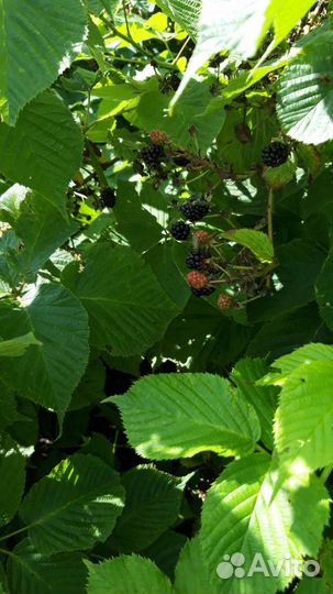 Саженцы ежевики