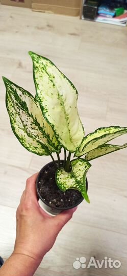 Аглаонема Киви Вайт