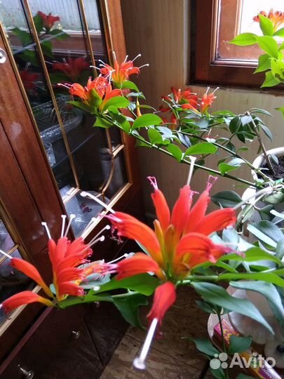 Эсхинантус