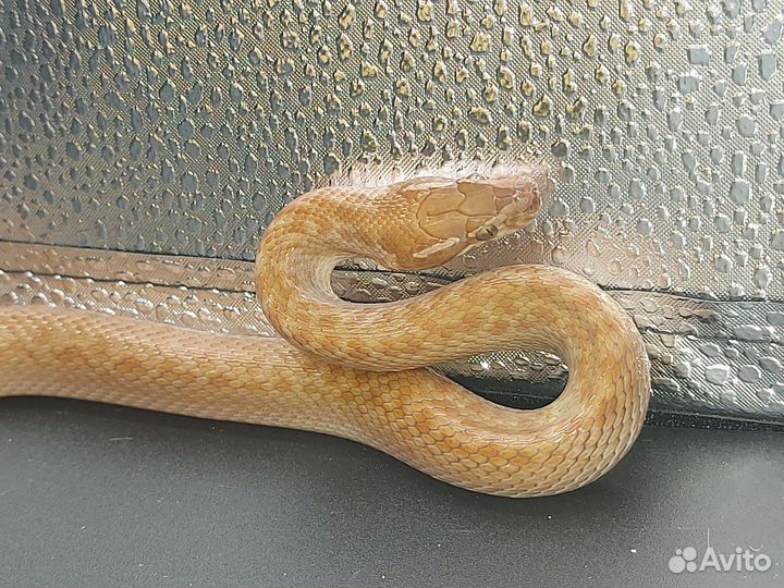 Домовая змея