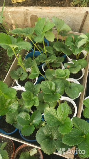 Рассада клубники