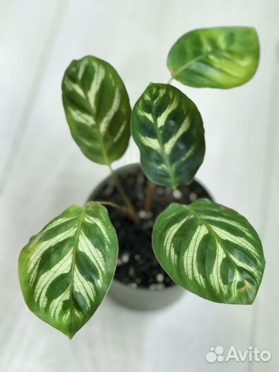 Калатея Макояна