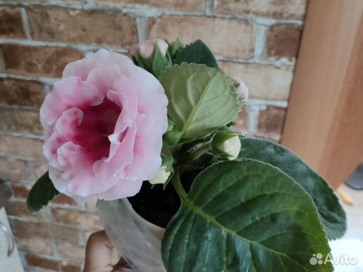 Глоксиния махровая