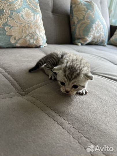 Вислоухие котята