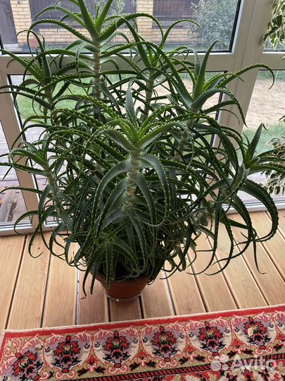 Алоэ древовидное лечебное