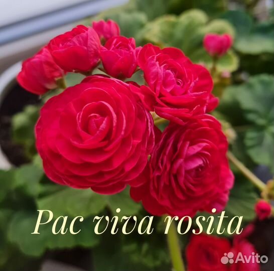 Пеларгония герань сортовая