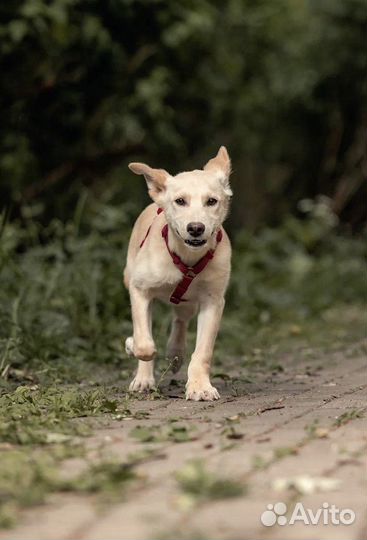 Щенок бесплатно в добрые руки