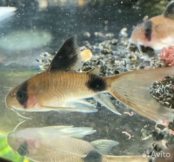 Коридорас Панда вуаль. Креветки. Улитки Хелена