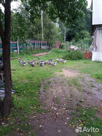 Гуси и гусята