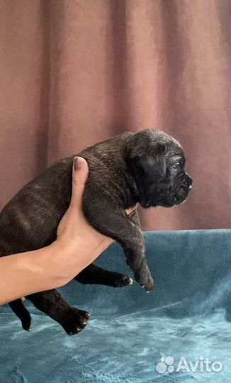 Тигровый мальчик кане корсо