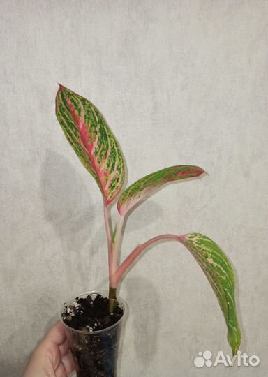 Аглаонема Роуз Нерф