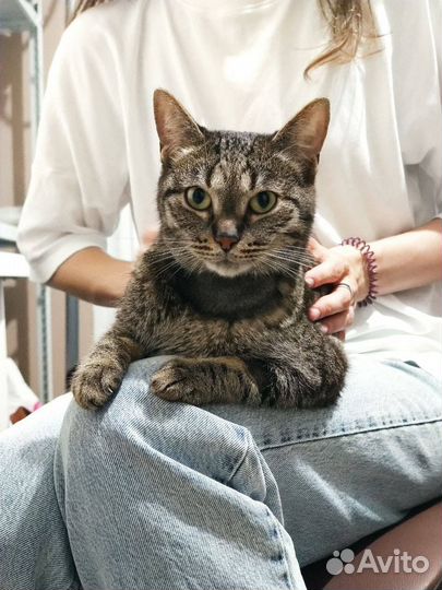 Ласковые коты и кошки в добрые руки