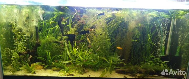 Аквариумные растения разные, мхи, папоротники