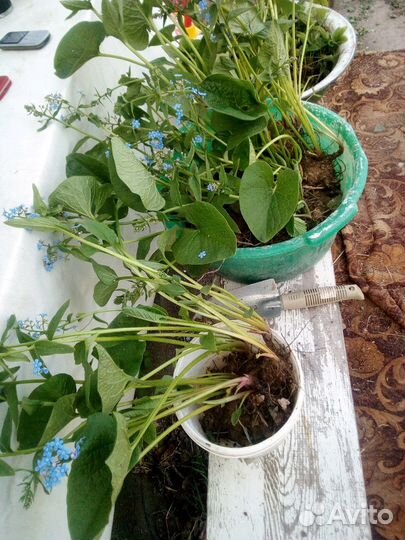 Цветы многолетки