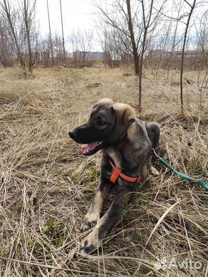 Стёпка ищет хозяина