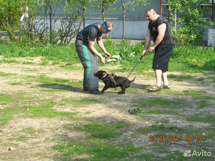 Дрессировка собак