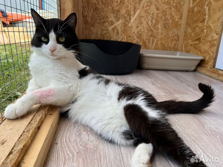 Барон.Красавец кот.Приют Некрасовка. В дар