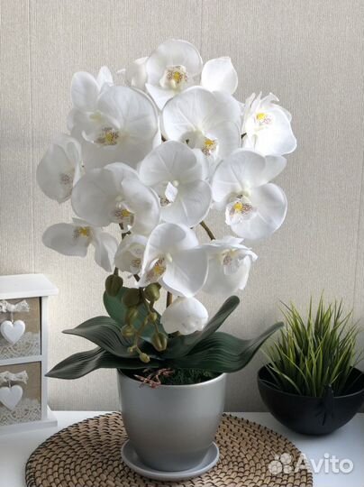 Декоративная орхидея