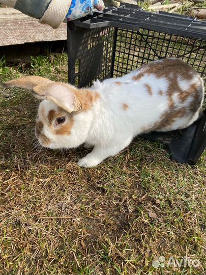 Кролики самец и самки